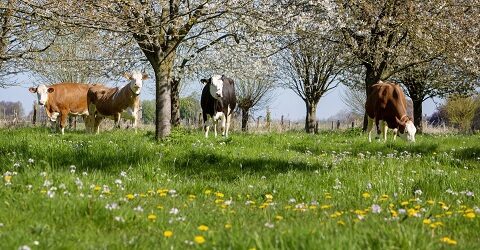 FoodValley draagt bij aan een nieuw zwembad